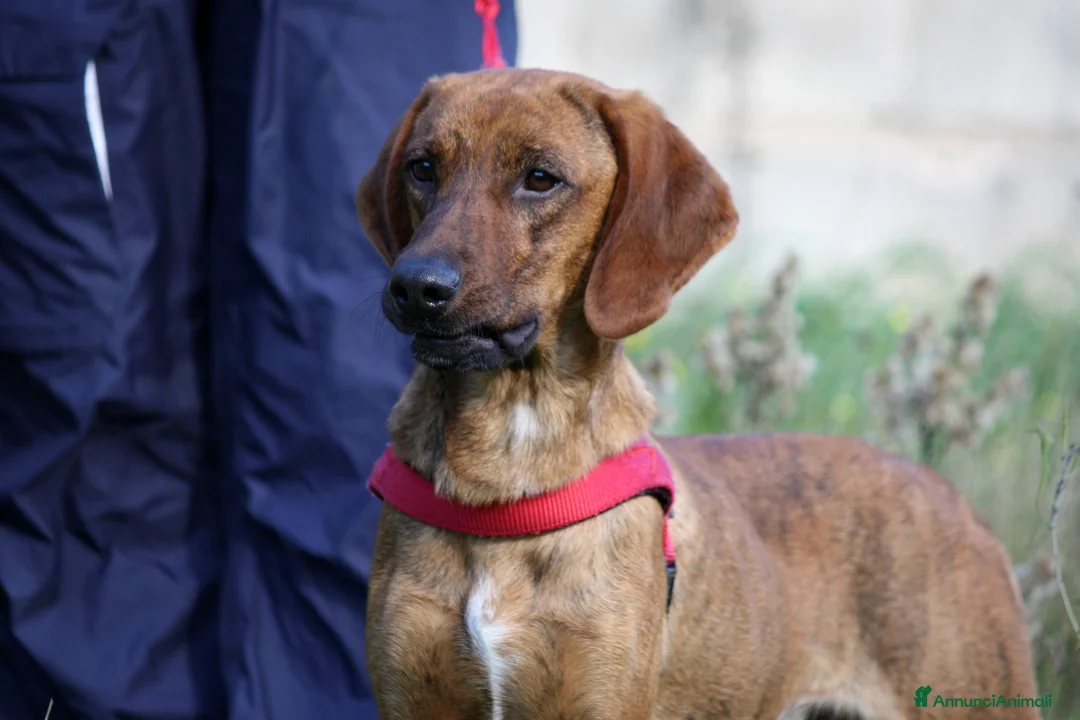 Meticcio cani in regalo: Giordan giovane segugio in adozione  - Annuncio 2