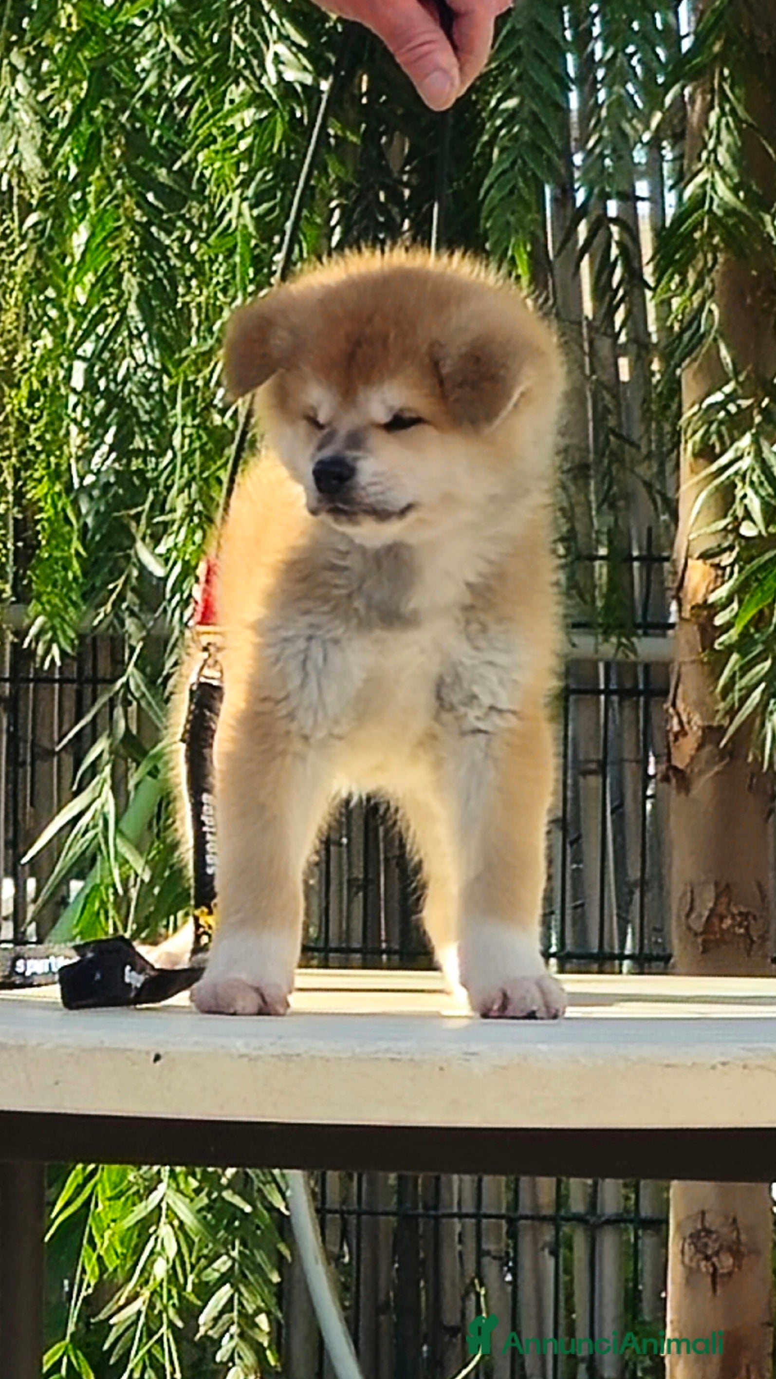 Akita Inu cani Cuccioli Akita inu - Annuncio 2