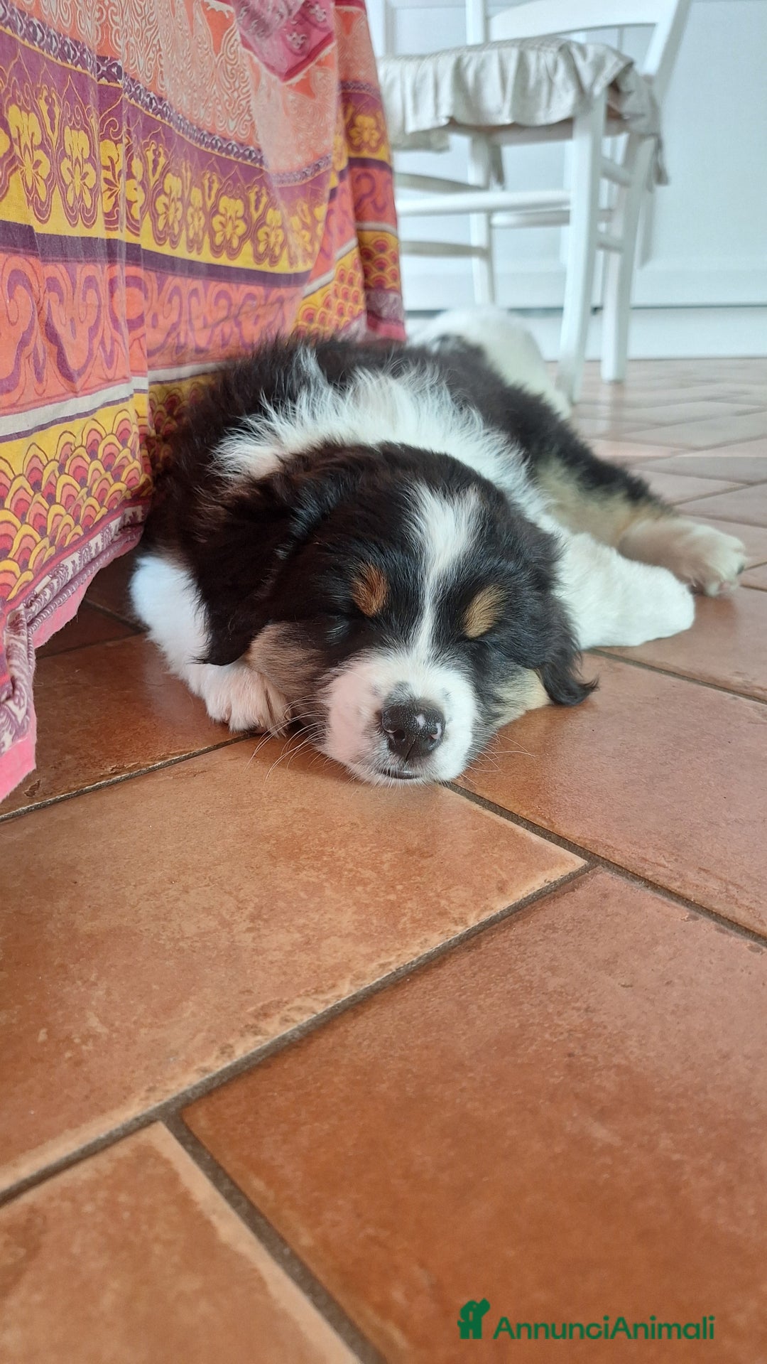 Australian Shepherd cani in vendita: MERAVIGLIOSO CUCCIOLO MASCHIO TRICOLOR BLACK NBT - Annuncio 7