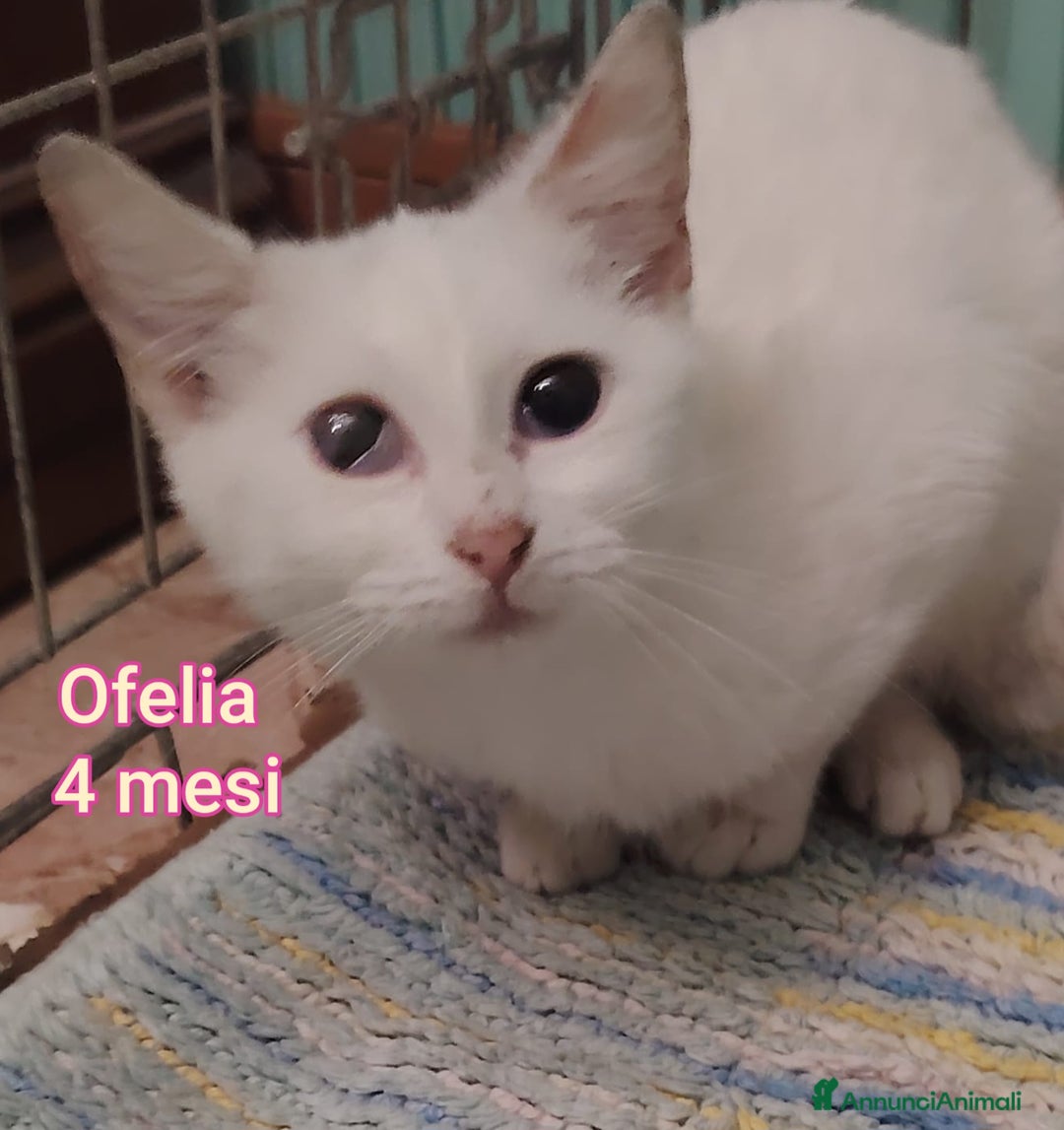 Europeo gatti in regalo: GATTINI ABBANDONATI: EMERGENZA  - Annuncio 2