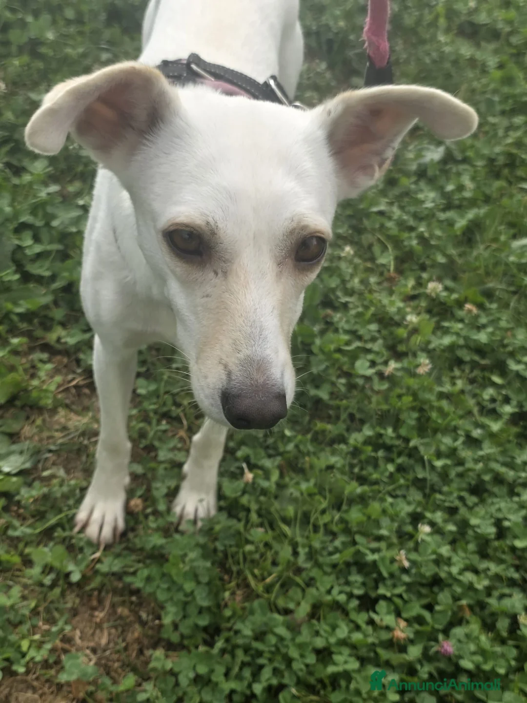 Meticcio cani in regalo: Cerca nuova casa ❤️ adottate Bora ☘️🐶 - Annuncio 3