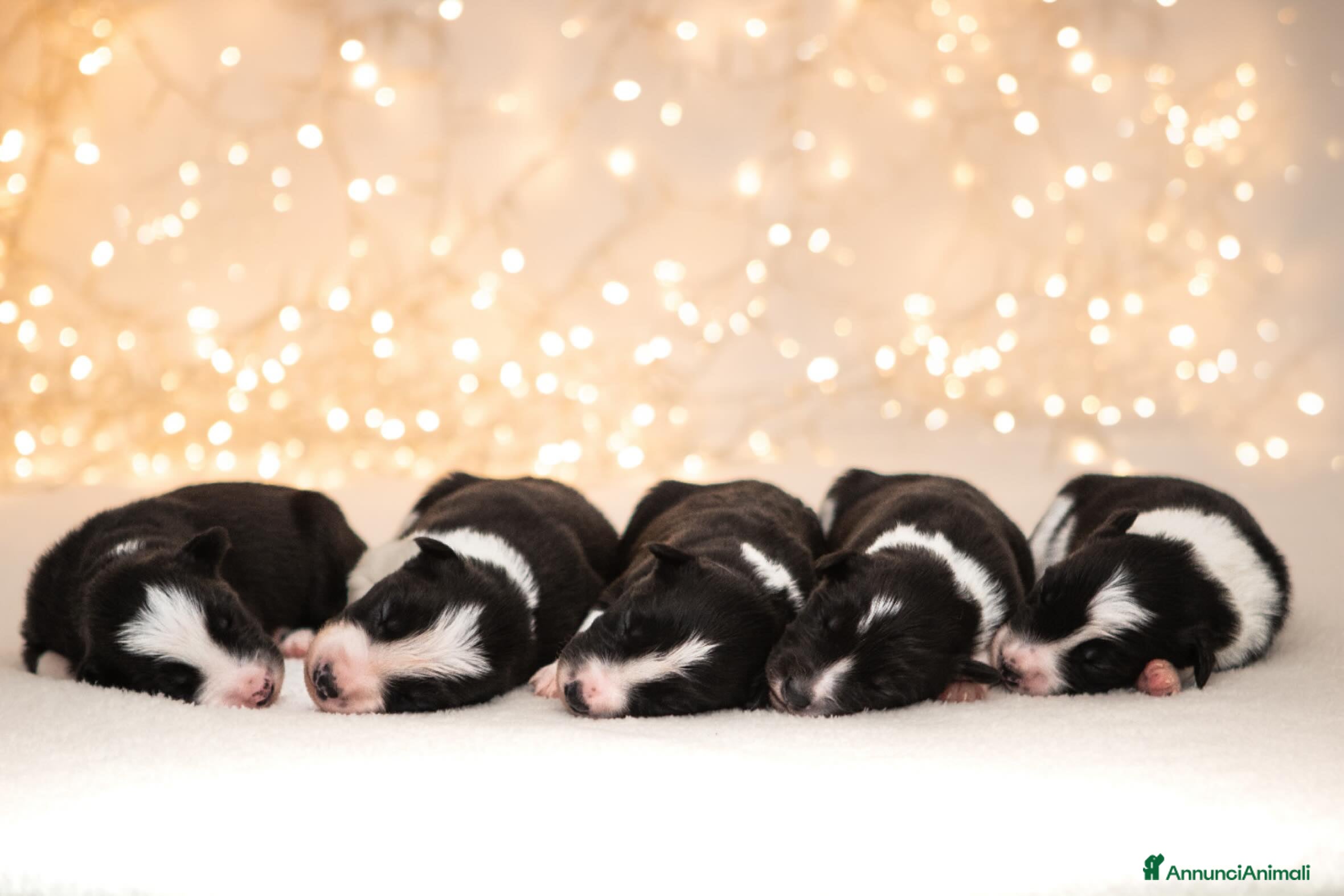 Border Collie cani Cuccioli di Border Collie  - Annuncio 6