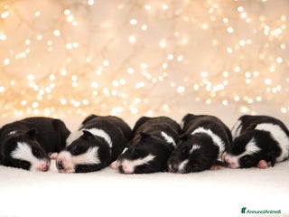 Border Collie cani Cuccioli di Border Collie - Annuncio 11