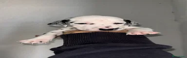 Dalmata Cucciolo 6