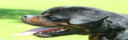 Rottweiler cani in vendita: Cuccioli di Rottwelier taglia grande  - Annuncio 3
