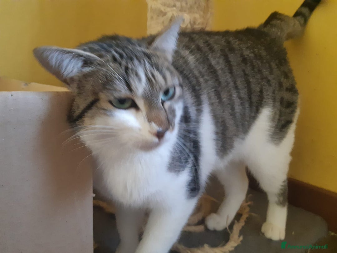 Europeo gatti in regalo: Dolcissimo gattino in adozione, PACO! - Annuncio 8