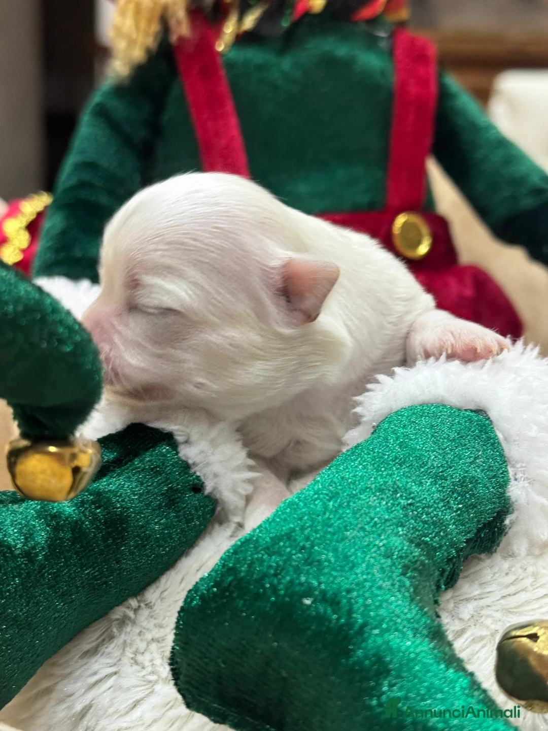 Chihuahua cani in vendita: Cuccioli Chihuahua pelo lungo - Annuncio 5