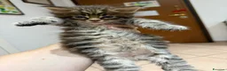 Maine Coon gatti in vendita: Cuccioli di Manine Coon disponibili da giugno - Annuncio 7