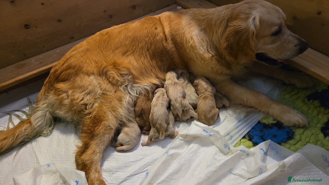 Golden Retriever cani in vendita: Cuccioli golden retriever linea inglese  a Città Metropolitana di Torino - Immagine 2
