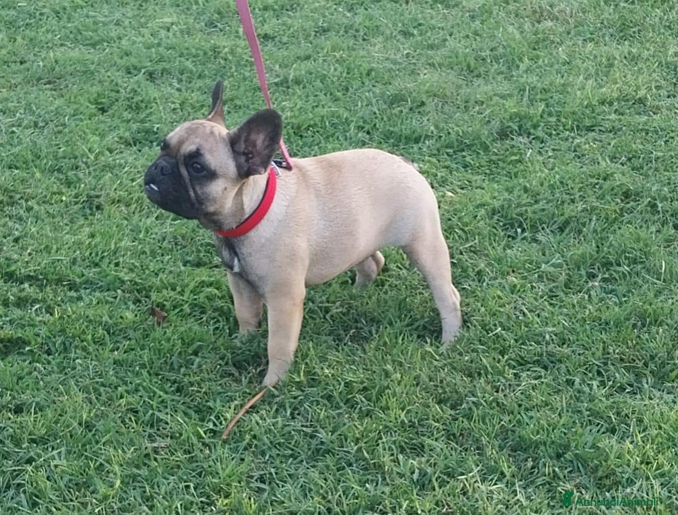 Bulldog Francese cani BULLDOG FRANCESE  - Annuncio 8