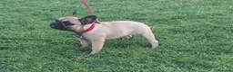 Bulldog Francese cani in vendita: BULLDOG FRANCESE  - Annuncio 1