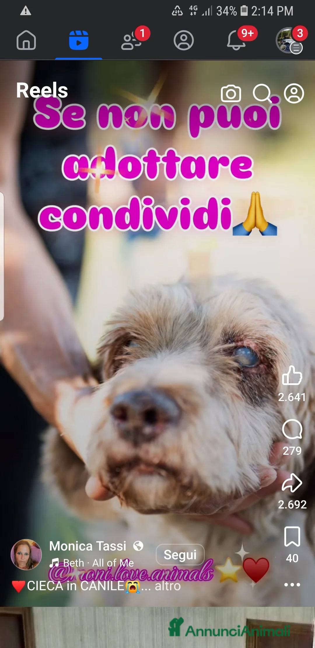 Meticcio cani in regalo: ADOZ.DEL CUORE: cieca in canile,il vuoi é dolore! - Annuncio 3