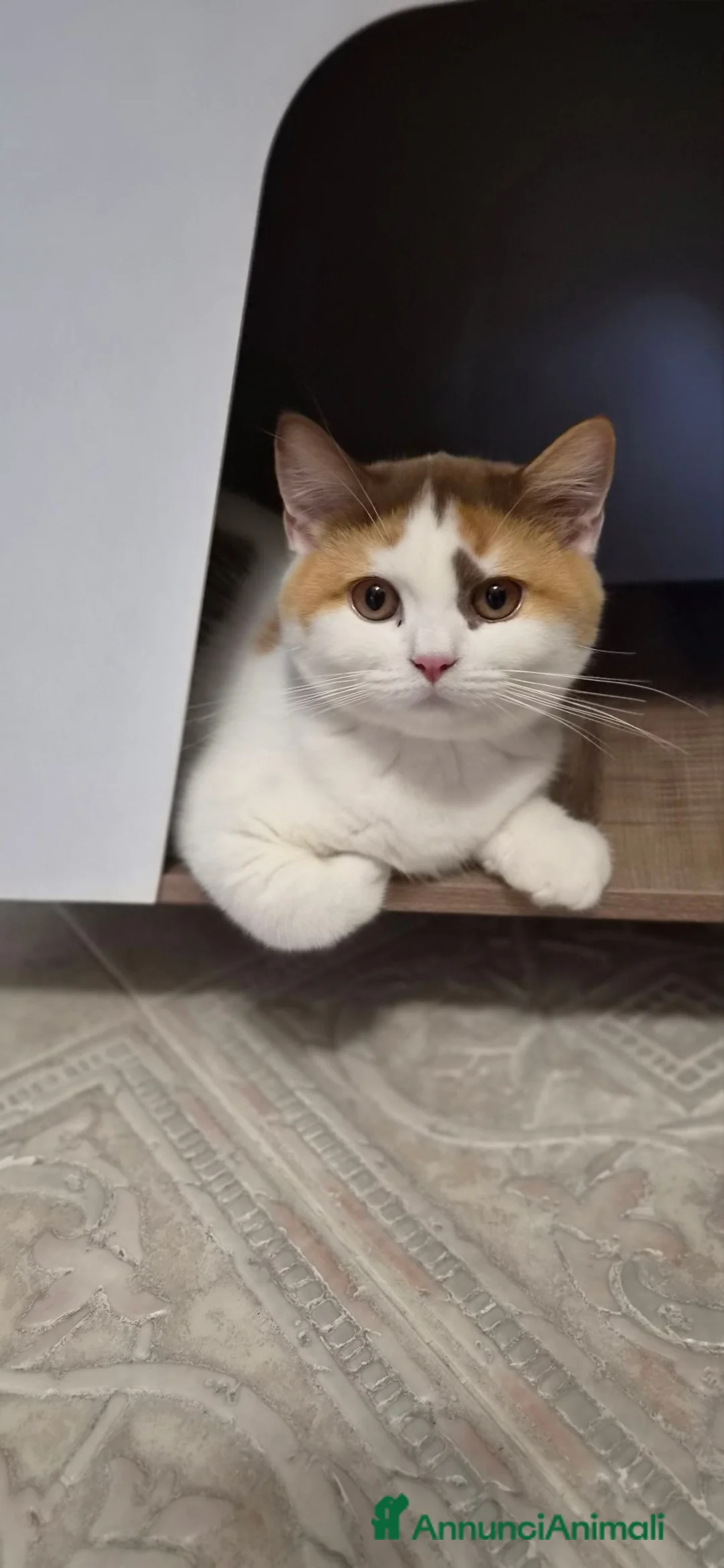 British gatti in vendita: British shorthair  - Annuncio 3