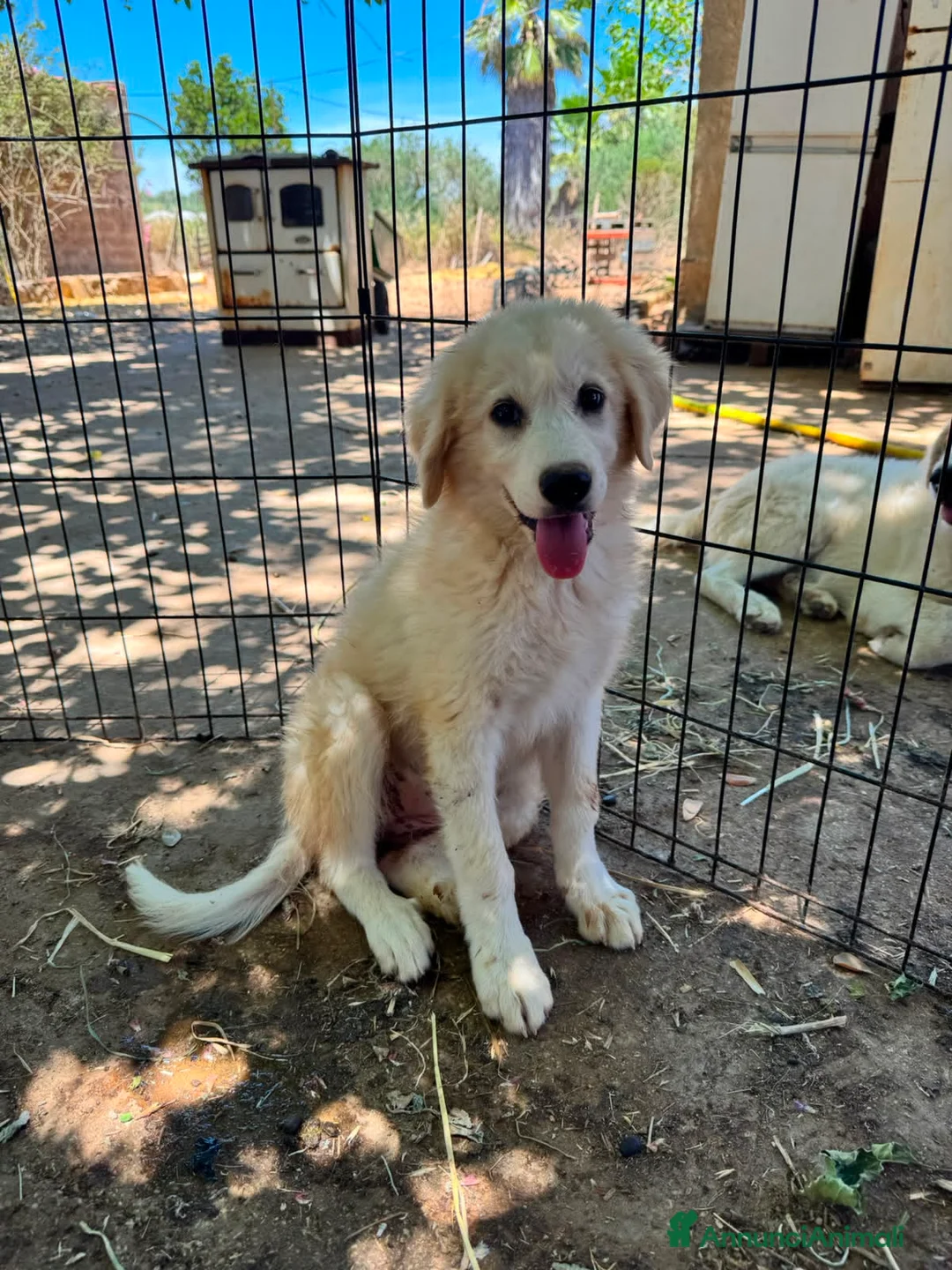 Meticcio cani in regalo: ORSO LIMONE FRAGOLA FIFI - Annuncio 5