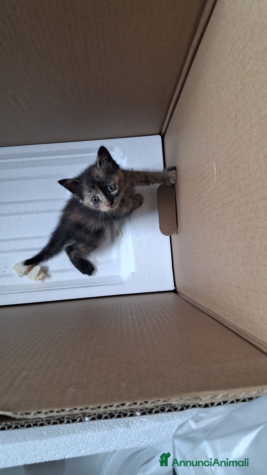 Meticcio gatti GATTINO/A CERCA CASA - Annuncio 3