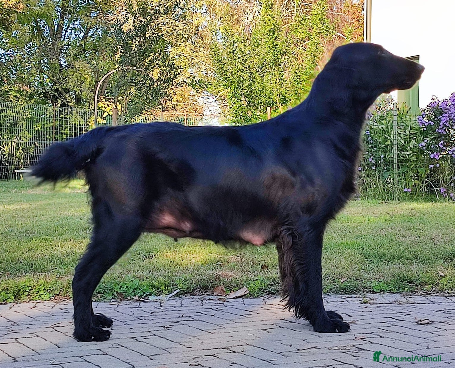 Flat Coated cani CUCCIOLI FLATCOATED RETRIEVER - Annuncio 8