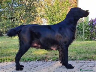 Flat Coated cani CUCCIOLI FLATCOATED RETRIEVER - Annuncio 5