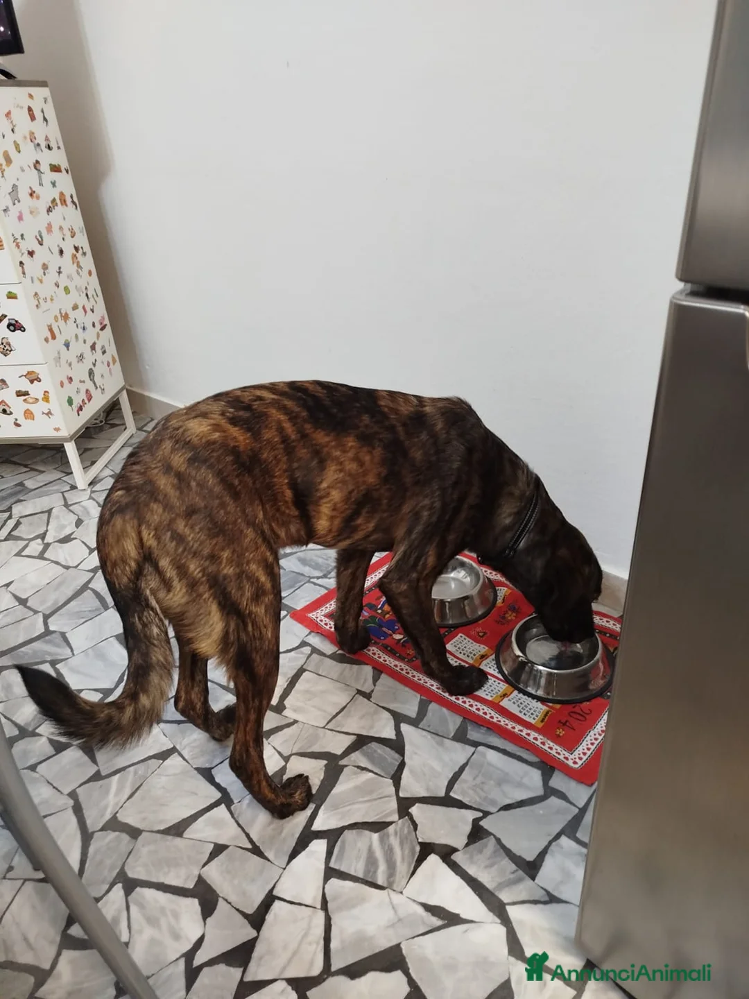 Meticcio cani in regalo: regalo cucciolo 8 mesi da adottare con urgenza - Annuncio 5