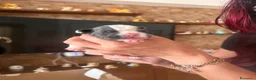 Bulldog Francese cani in vendita: Bulldog francese a Città metropolitana di Palermo - Annuncio 3