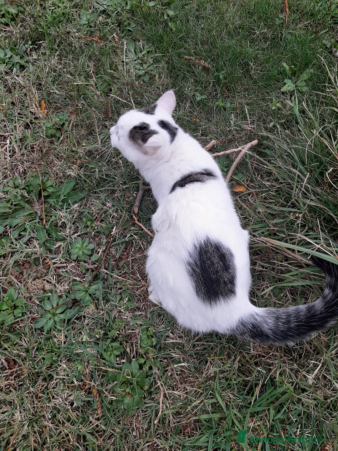 Altre razze gatti in regalo: Micetti cercano casa - Annuncio 5