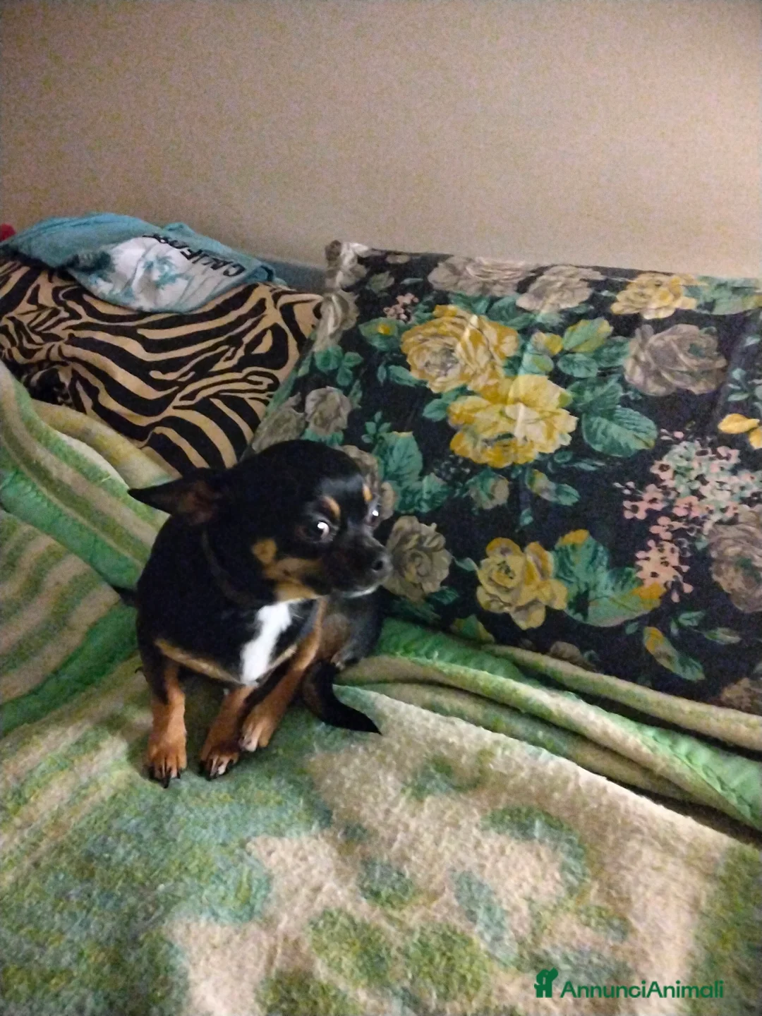 Chihuahua cani per accoppiamento: Anima bellissima chihuahua di 2 kg - Annuncio 4