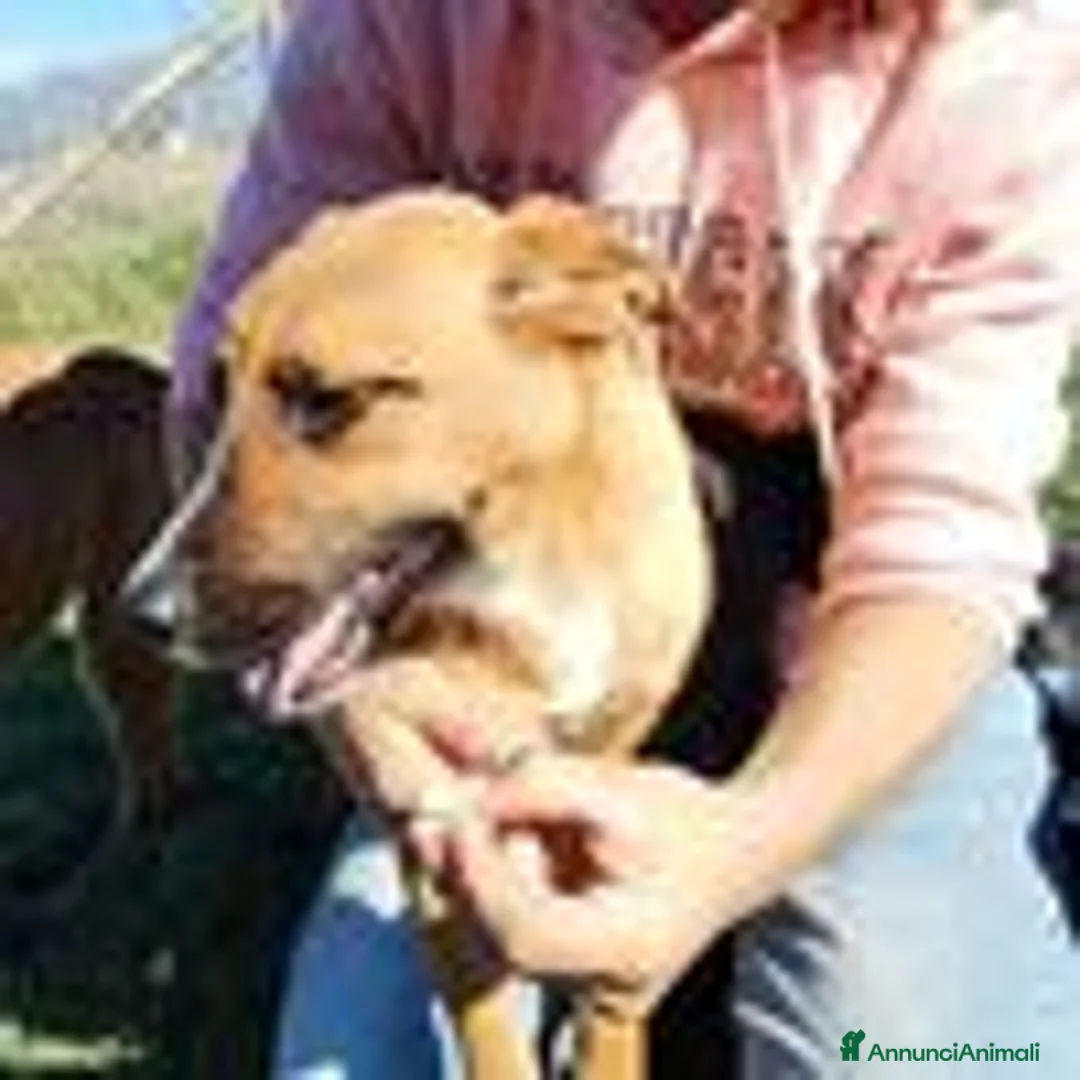 Meticcio cani in regalo: l allegra brigata lupetti di taglia media  a Provincia di Latina - Annuncio 6