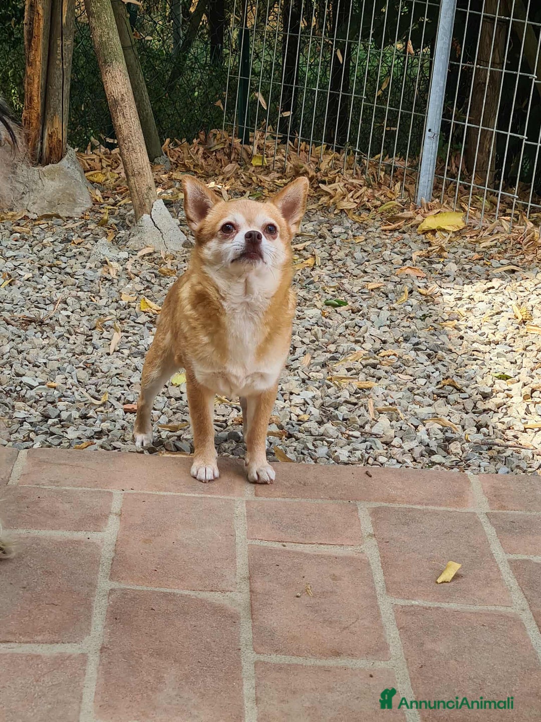 Chihuahua cani in regalo: MANDARINO, CHIHUAHUA fifoncello. - Annuncio 8
