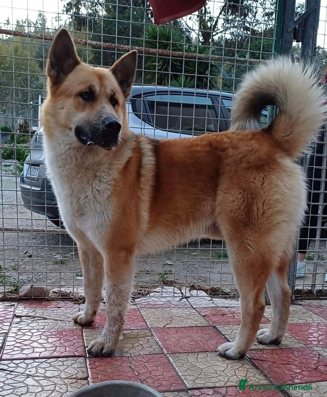 Meticcio cani in regalo: Yoshi adora la presenza degli umani a Città Metropolitana di Milano - Annuncio 5