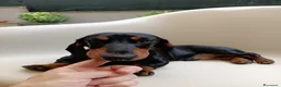 Bassotto cani in vendita: Bassotto tedesco  - Annuncio 6