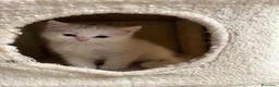 British gatti in vendita: gattini British & Scottish fold - Annuncio 15