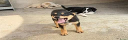 Meticcio cani in regalo: Flora a Provincia di Brescia - Annuncio 5