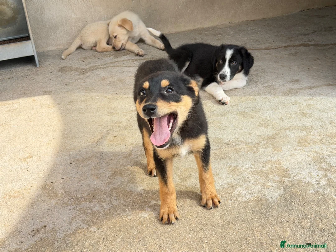 Meticcio cani in regalo: Flora a Provincia di Brescia - Annuncio 5