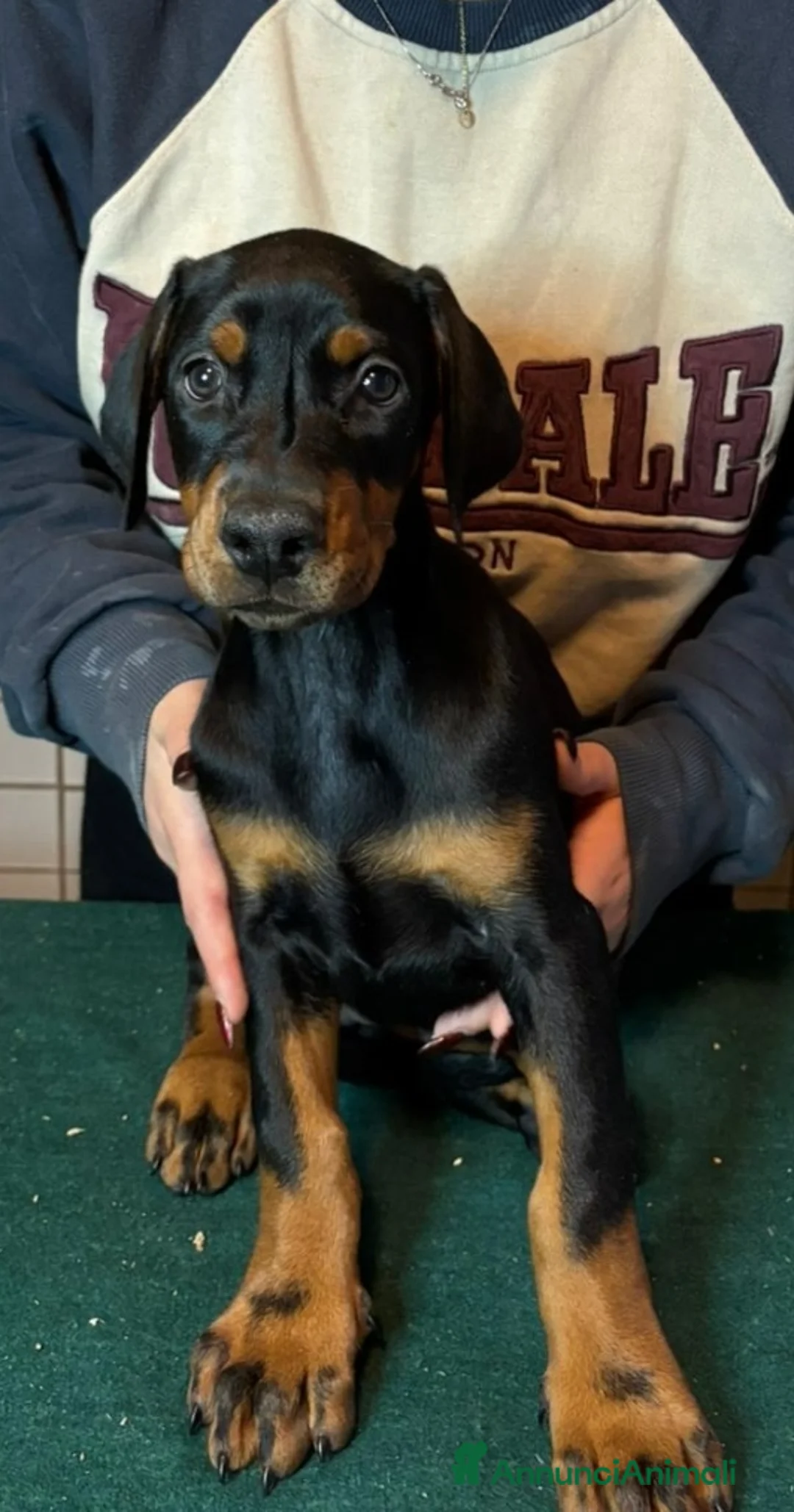 Dobermann cani in vendita: Cuccioli dobermann con pedigree  - Annuncio 1