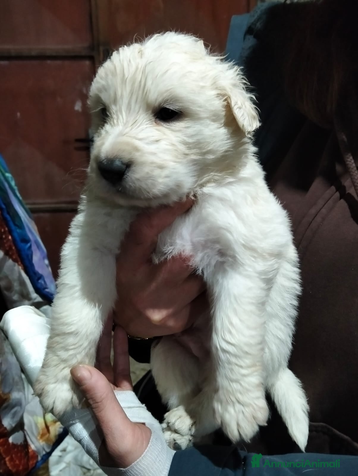 Meticcio cani cuccioli meticci taglia media  - Annuncio 2