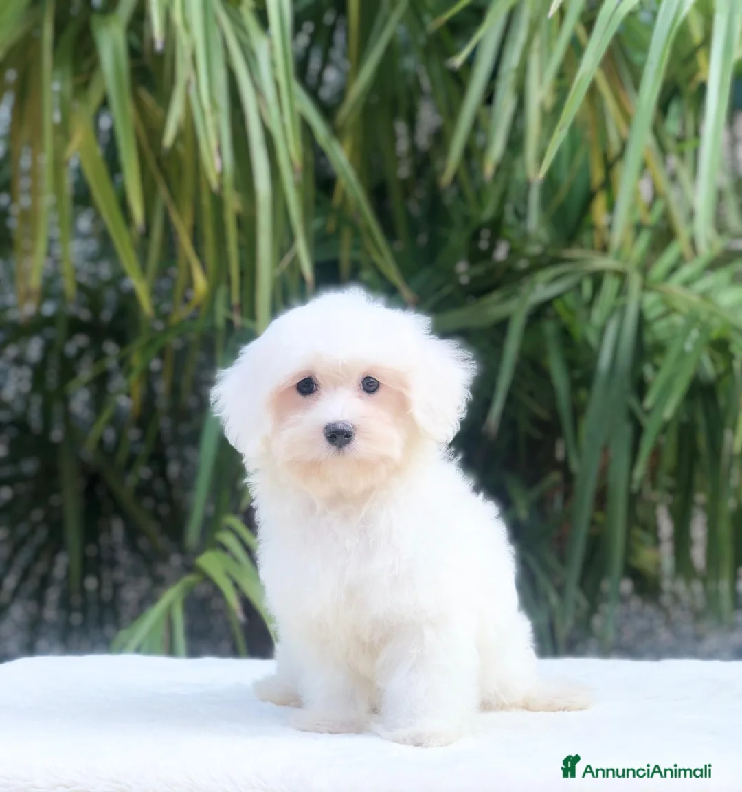 Maltese cani in vendita: maltese - Annuncio 3