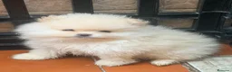 Spitz cani in vendita: Cuccioli di spitz Pomerania  - Annuncio 11