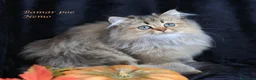 British gatti in vendita: Bamar Poe cattery  - Annuncio 7