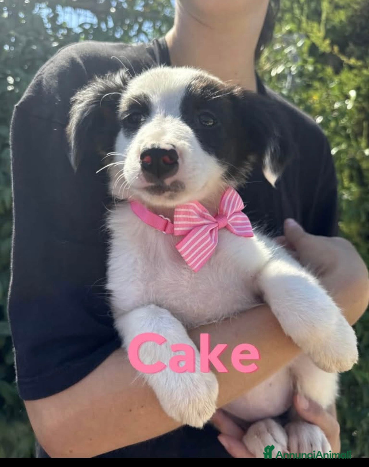 Border Collie cani Cake dolcissima cucciola simil border collie - Annuncio 1