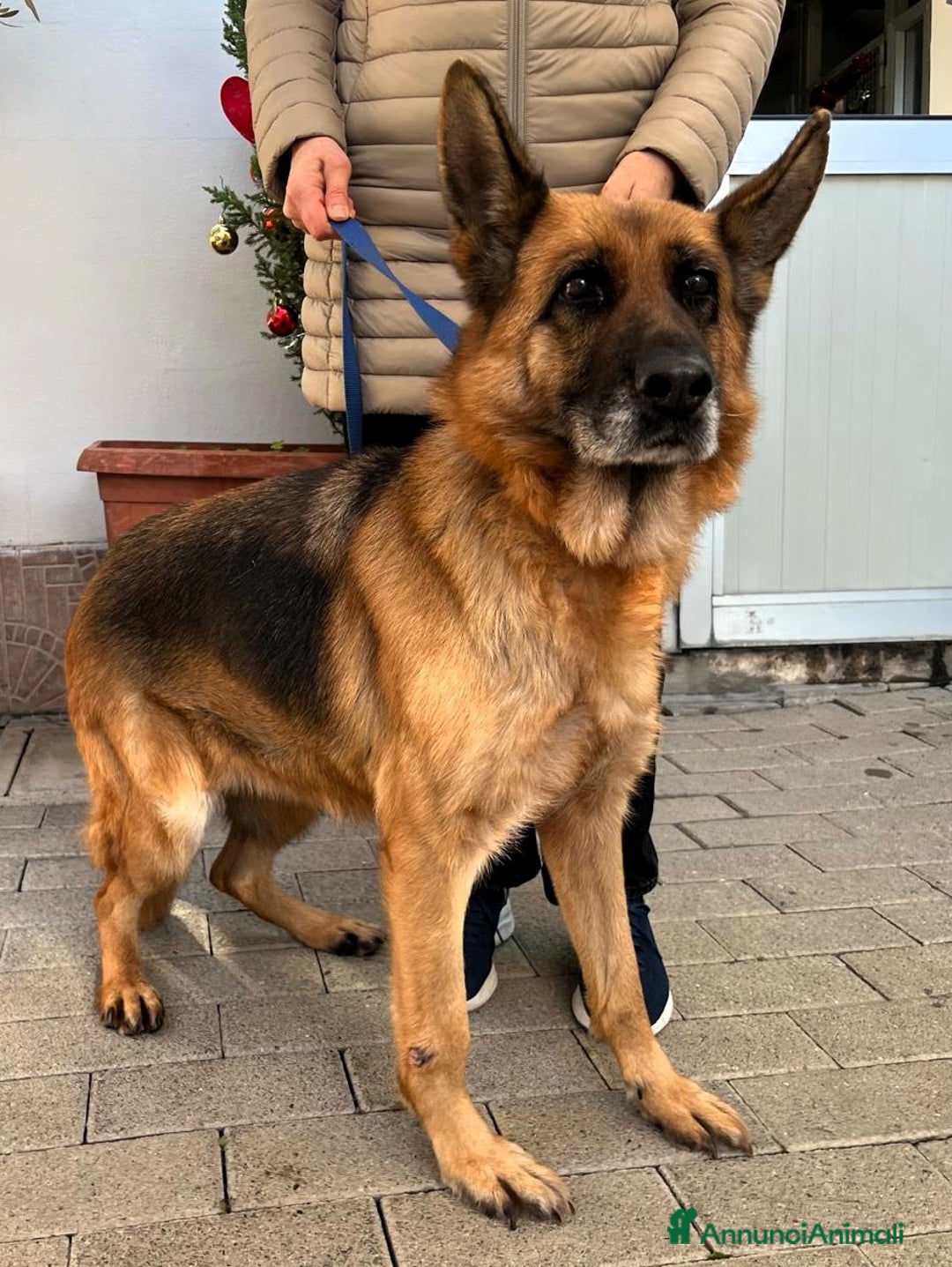 Pastore Tedesco cani in regalo: GIANNA PASTORE TEDESCO - Annuncio 5