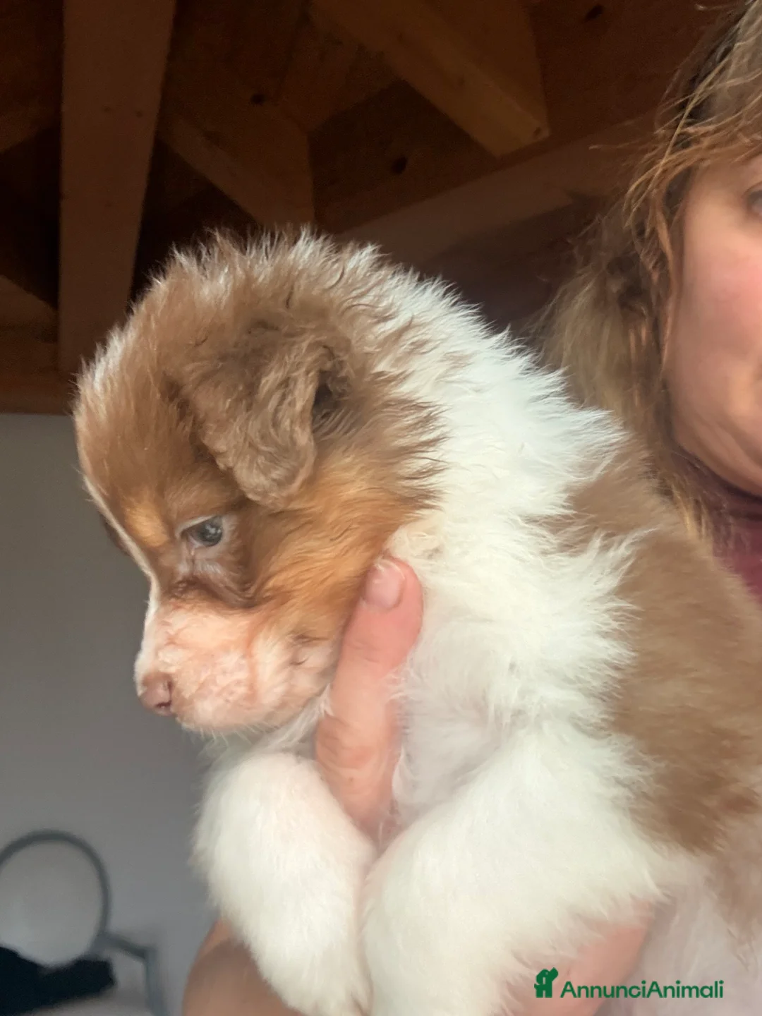 Australian Shepherd cani in vendita: Aussie - Annuncio 2