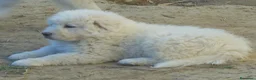 Pastore Maremmano cani in vendita: Spettacolari cuccioli di Pastore Abruzzese  - Annuncio 7