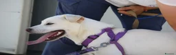 Meticcio cani in regalo: Zack stupendo e dolce cucciolo in adozione  - Annuncio 4