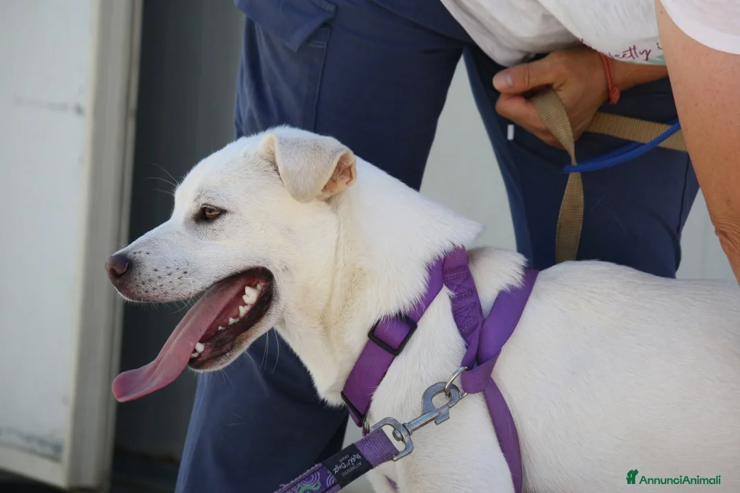Meticcio cani in regalo: Zack stupendo e dolce cucciolo in adozione  - Annuncio 4
