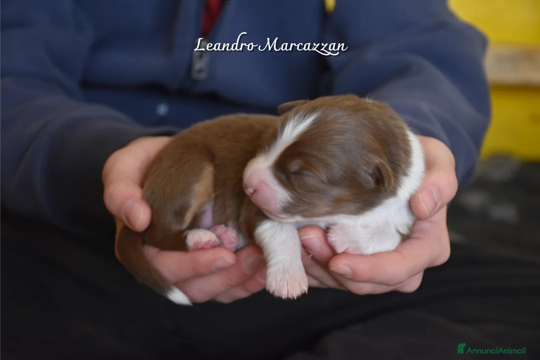 Australian Shepherd cani in vendita: Cuccioli pastore australiano pedegree ENCI - Annuncio 5