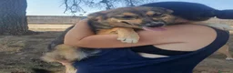 Meticcio cani in regalo: BRENDA 🩷 PRIMA TIMIDA, POI TUTTA COCCOLE a Città Metropolitana di Bologna - Annuncio 3