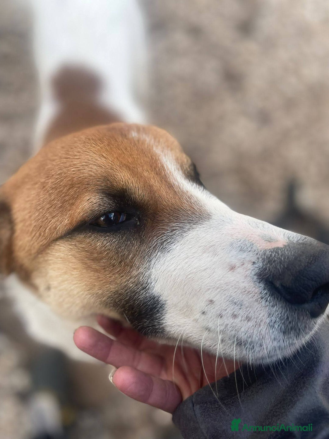 Meticcio cani in regalo: 6 mesi, cagnolino dolce e affettuoso  - Annuncio 4