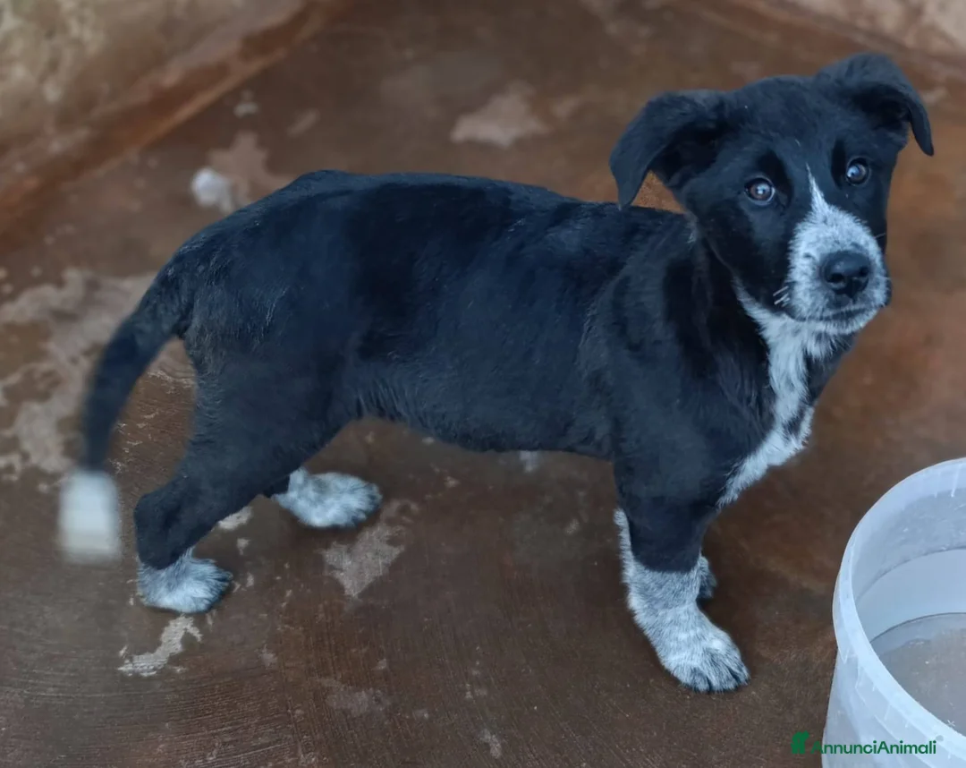 Meticcio cani in regalo: Cuccioli tg medio grande bellissimi - Annuncio 3