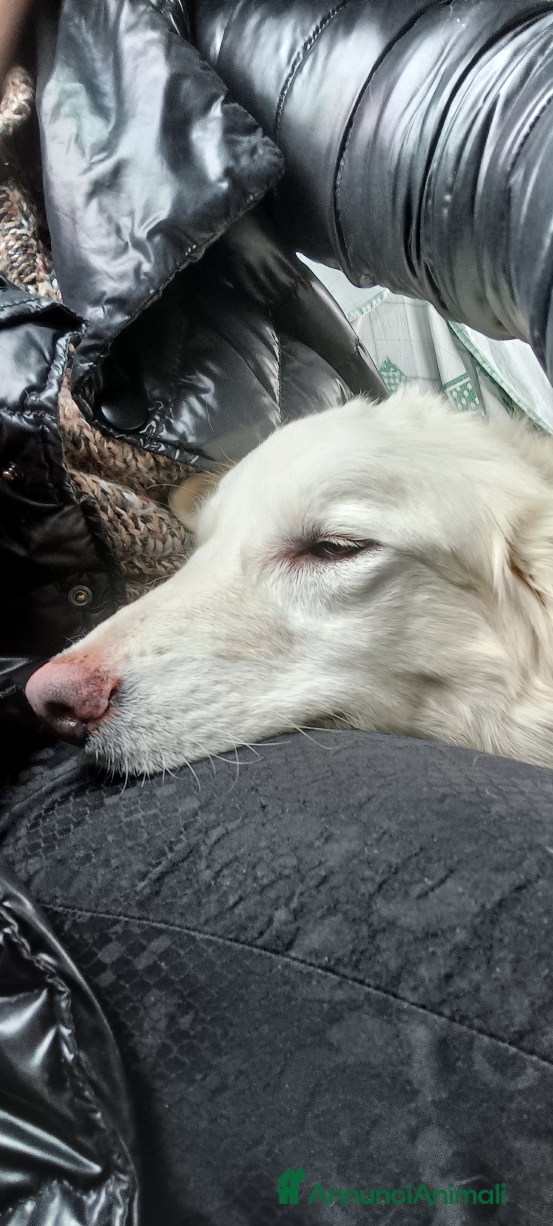 Meticcio cani in regalo: Asia  - Annuncio 7