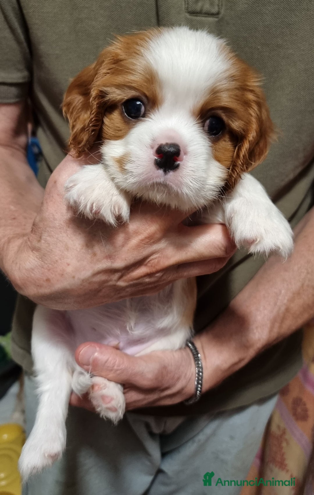 Cavalier King cani in vendita: Cuccioli di Cavalier King Charles Spaniel a Provincia di Bergamo - Immagine 2