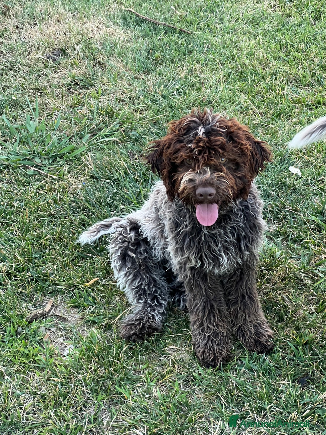 Lagotto cani in vendita: Lagotto romagnolo con pedigree  a Provincia di Crotone - Immagine 2